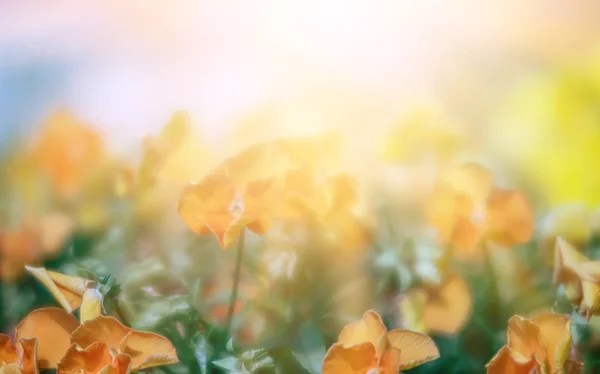 Çiçek açan pansies çiçekler — Stok fotoğraf