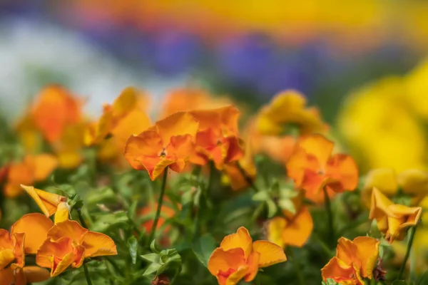 Blommande penséer blommor — Stockfoto