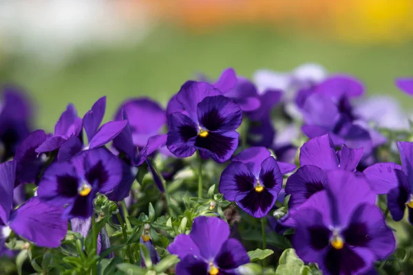 Blossoming pansies flowers — Stock Photo, Image