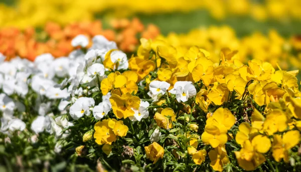 Kvetoucí panty květiny — Stock fotografie