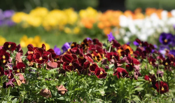 çiçek açan pansies çiçekler