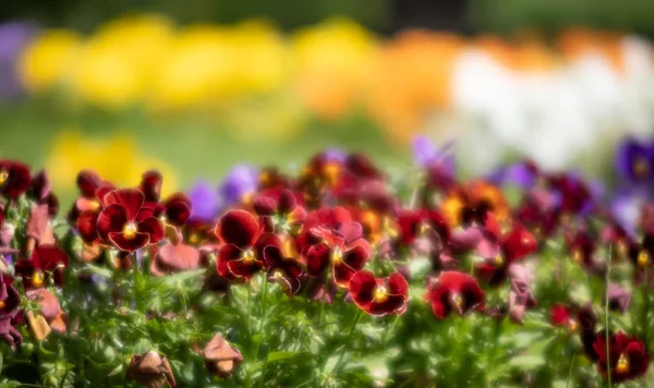 çiçek açan pansies çiçekler