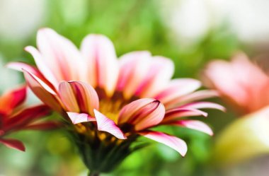 Gerbera çiçek bulanık görüntü