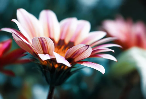 Suddig bild av Gerbera blommor — Stockfoto