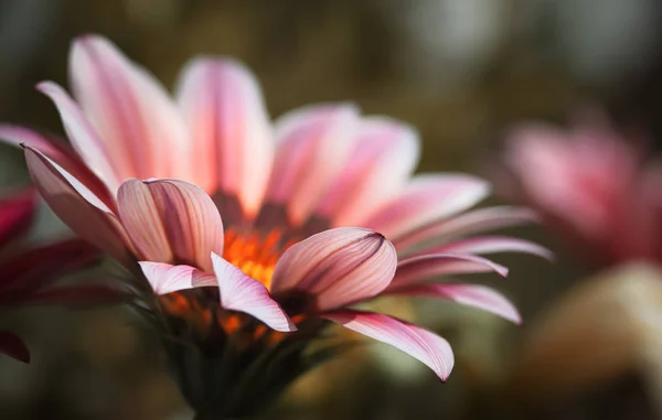 Homályos képet Gerbera virágok — Stock Fotó
