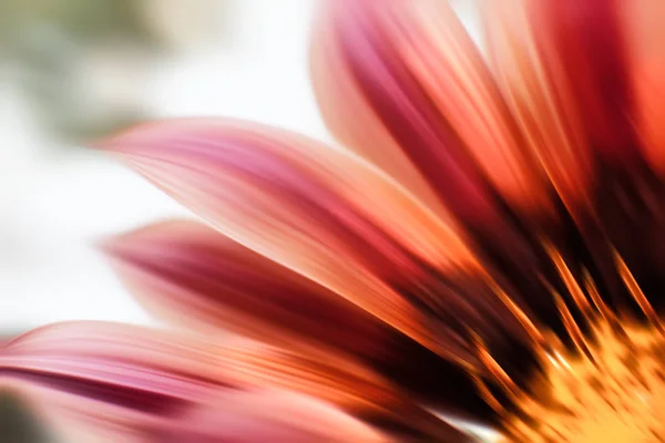 Θολή εικόνα των λουλουδιών γερμπέρα — Φωτογραφία Αρχείου