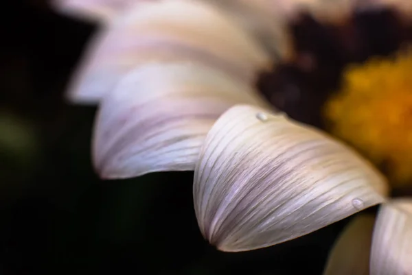 Suddig bild av Gerbera blommor — Stockfoto