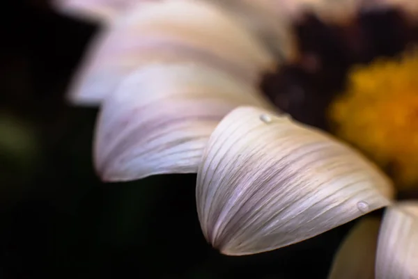 Homályos képet Gerbera virágok — Stock Fotó