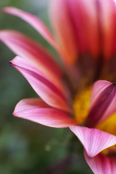 Imagem turva de flores de gerbera — Fotografia de Stock