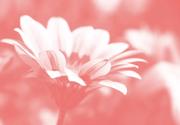 Wazig beeld van gerbera bloemen — Stockfoto