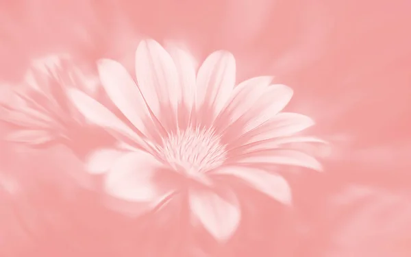 Immagine sfocata di fiori di gerbera — Foto Stock