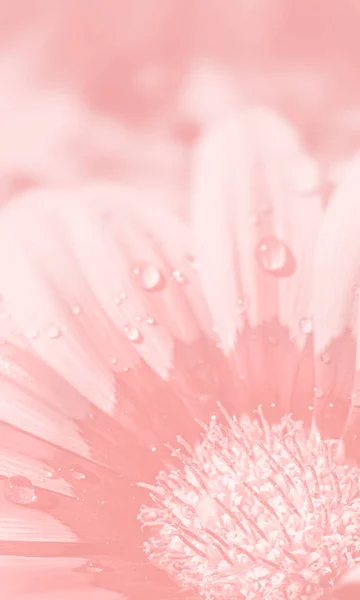 Imagem turva de flores de gerbera — Fotografia de Stock