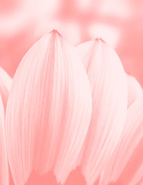 Imagem turva de flores de gerbera — Fotografia de Stock