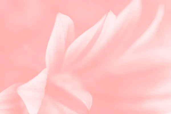 Immagine sfocata di fiori di gerbera — Foto Stock