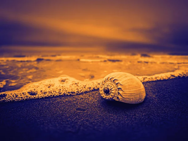 Shell on the beach — Stock Photo, Image