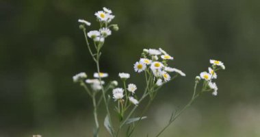 Yaz aylarında çiçeklerle çayır. Çim çiçek video görüntüleri rüzgar tarafından salıncak. Yumuşak odak, doğa arka planını bulanıklaştırdı. Çimen ve yabani çiçekler gün ışığında bir yaz gününde sahada. Dreamy güzel arka plan