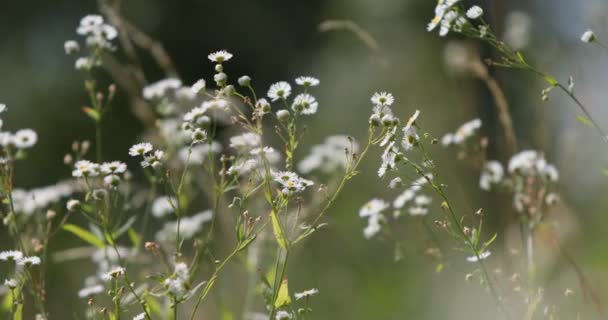 夏の間に花と牧草地 風に揺れる草の花の映像 ソフトフォーカスは 自然の背景をぼやけた 日光の下で夏の日に野原に草や野生の花 夢らしい美しい背景 — ストック動画