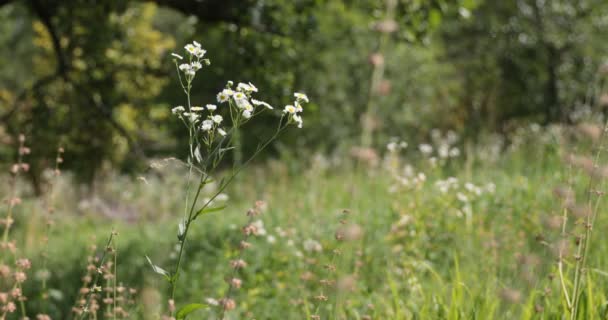 夏の間に花と牧草地 風に揺れる草の花の映像 ソフトフォーカスは 自然の背景をぼやけた 日光の下で夏の日に野原に草や野生の花 夢らしい美しい背景 — ストック動画