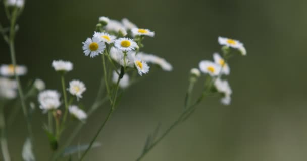 Blumenwiese Sommer Videoaufnahmen Von Grasblumen Schaukeln Durch Wind Weicher Fokus — Stockvideo