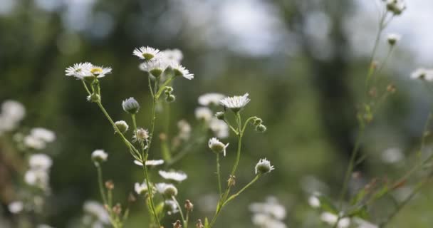 夏の間に花と牧草地 風に揺れる草の花の映像 ソフトフォーカスは 自然の背景をぼやけた 日光の下で夏の日に野原に草や野生の花 夢らしい美しい背景 — ストック動画