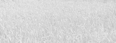 Altın buğday tarlası