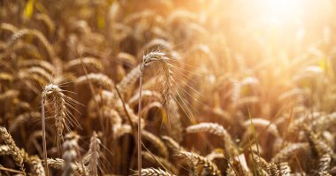 Altın buğday tarlası
