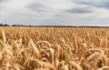 Altın buğday tarlası