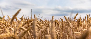 Altın buğday tarlası