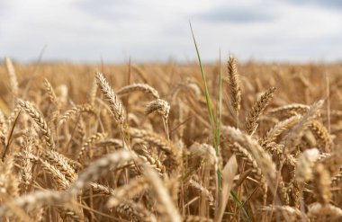 Altın buğday tarlası