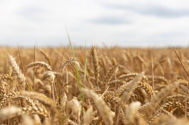 Altın buğday tarlası