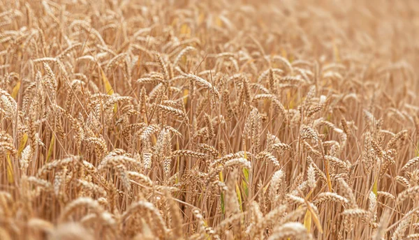 Golden wheat field — Stock Photo, Image