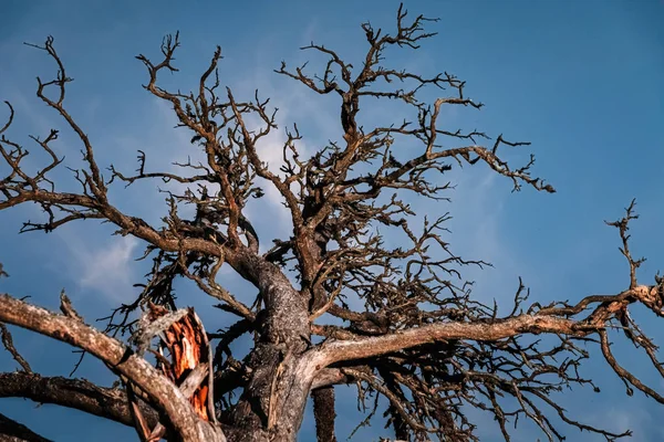 Droge dode boom 's nachts — Stockfoto