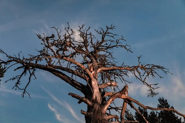 Suchý mrtvý strom v noci — Stock fotografie