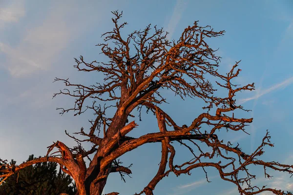 Suchý mrtvý strom v noci — Stock fotografie