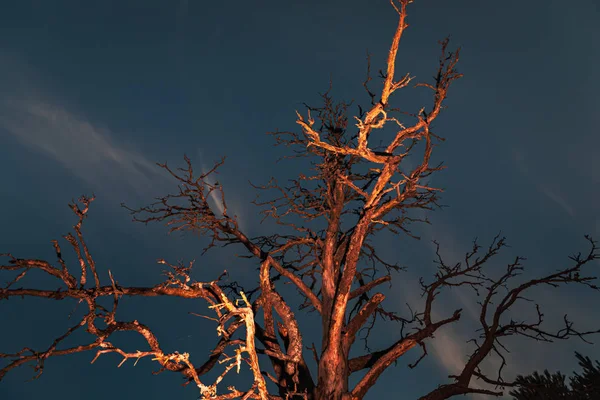 Сухое мертвое дерево ночью — стоковое фото
