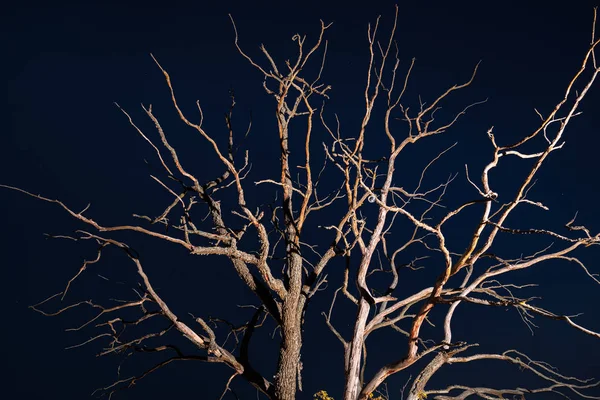 Arbre mort sec la nuit — Photo