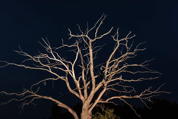 밤에 마른 죽은 나무 — 스톡 사진