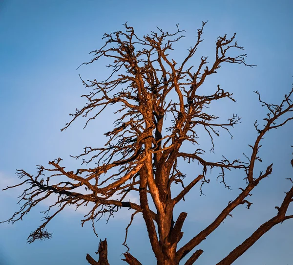 Droge dode boom 's nachts — Stockfoto