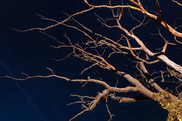 夜间枯死树 — 图库照片