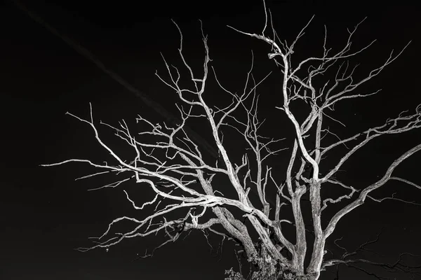 Trockener toter Baum in der Nacht — Stockfoto