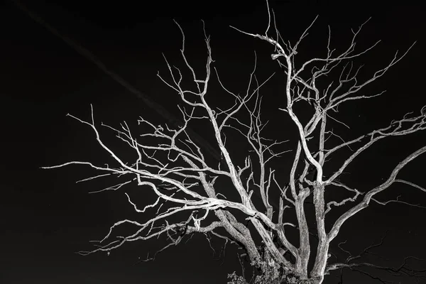 Arbre mort sec la nuit — Photo