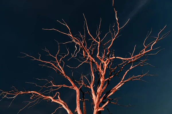 Árvore morta seca à noite — Fotografia de Stock