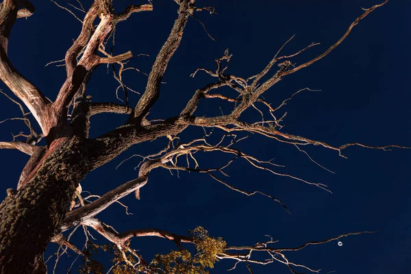 Сухе мертве дерево вночі — стокове фото