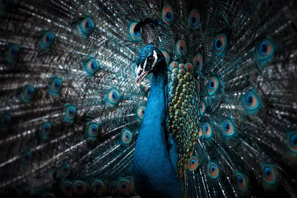 Mooie peacock — Stockfoto