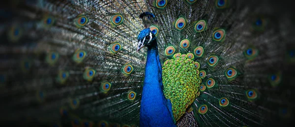 美しい孔雀 — ストック写真