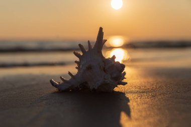 Deniz kabuğu kumlu plajda yatıyor