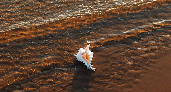 Concha do mar encontra-se na praia arenosa — Fotografia de Stock