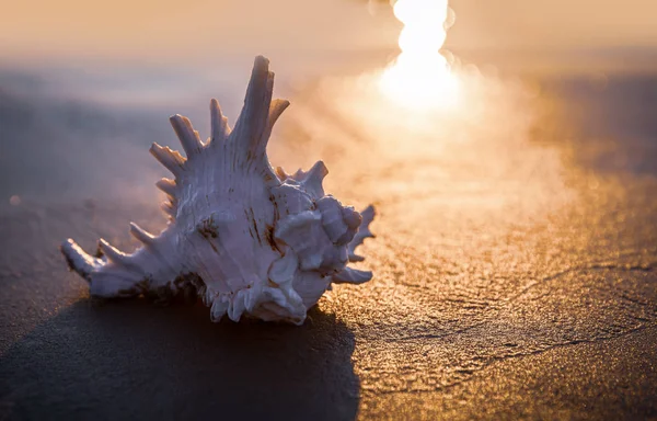 Coquille de mer se trouve sur la plage de sable fin — Photo