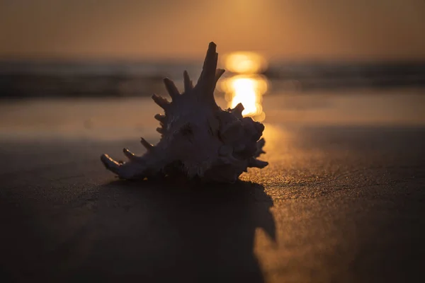 Sea shell lies on the sandy beach — Stock Photo, Image