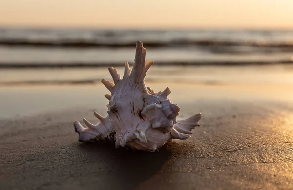 Sea shell lies on the sandy beach — Stock Photo, Image